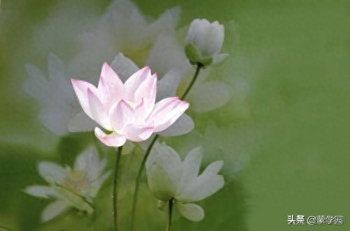 清水出芙蓉，天然去雕饰（分享50首咏荷花经典诗词）