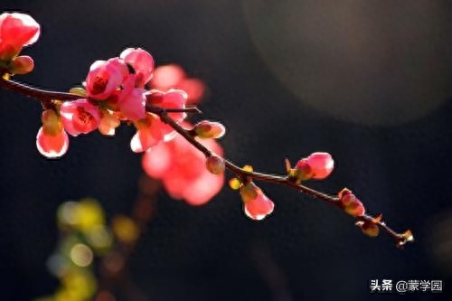 海棠花诗词古句大全（优美海棠花诗词23首）