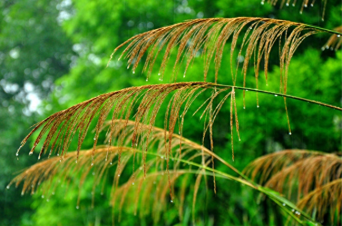 春雨经典诗词大全（关于春雨的古诗词）