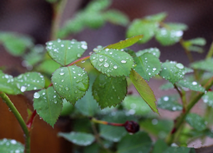 春雨经典诗词大全（关于春雨的古诗词）