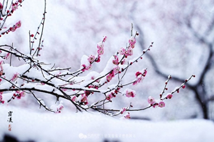 雪的唯美诗词有哪些（关于雪的十首唯美诗词）