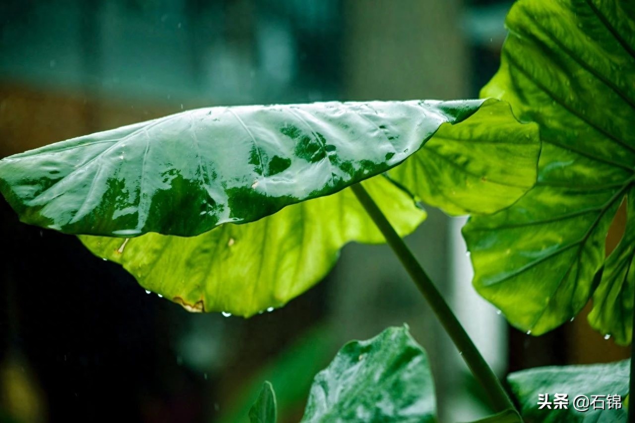 夏雨清风起，听荷绿正浓（精选七首唯美夏雨诗词）