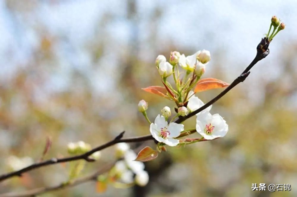 梨花经典古诗大全（精选八首绝美梨花诗词）