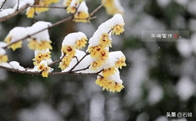 春雪经典诗词鉴赏（六首唯美春雪诗词）