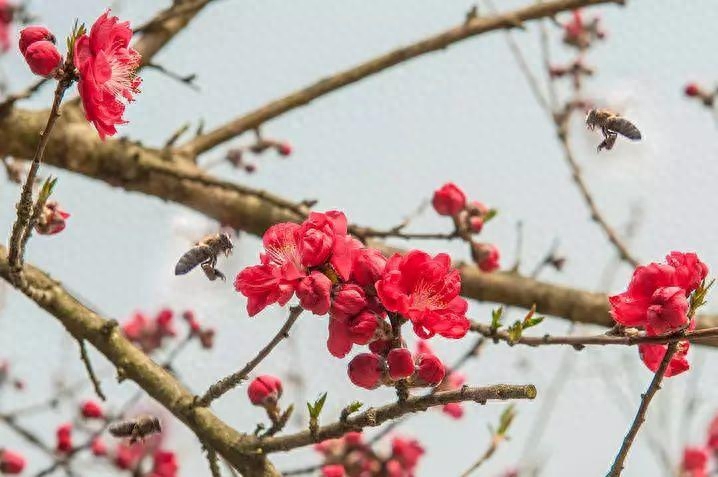 咏桃诗七言绝句（八首浪漫桃花诗词）