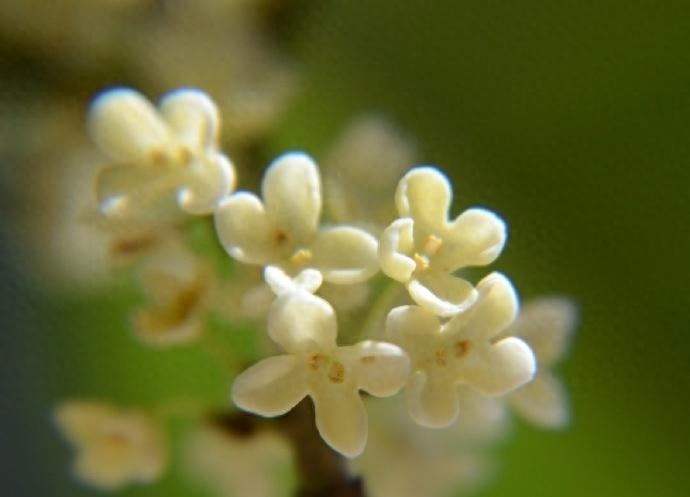 桂花经典诗词有哪些（6首唯美桂花诗词）1.2.3.4.5.6.