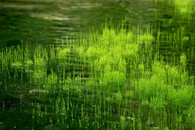 描写夏天雨天诗词（十二首夏雨诗词）