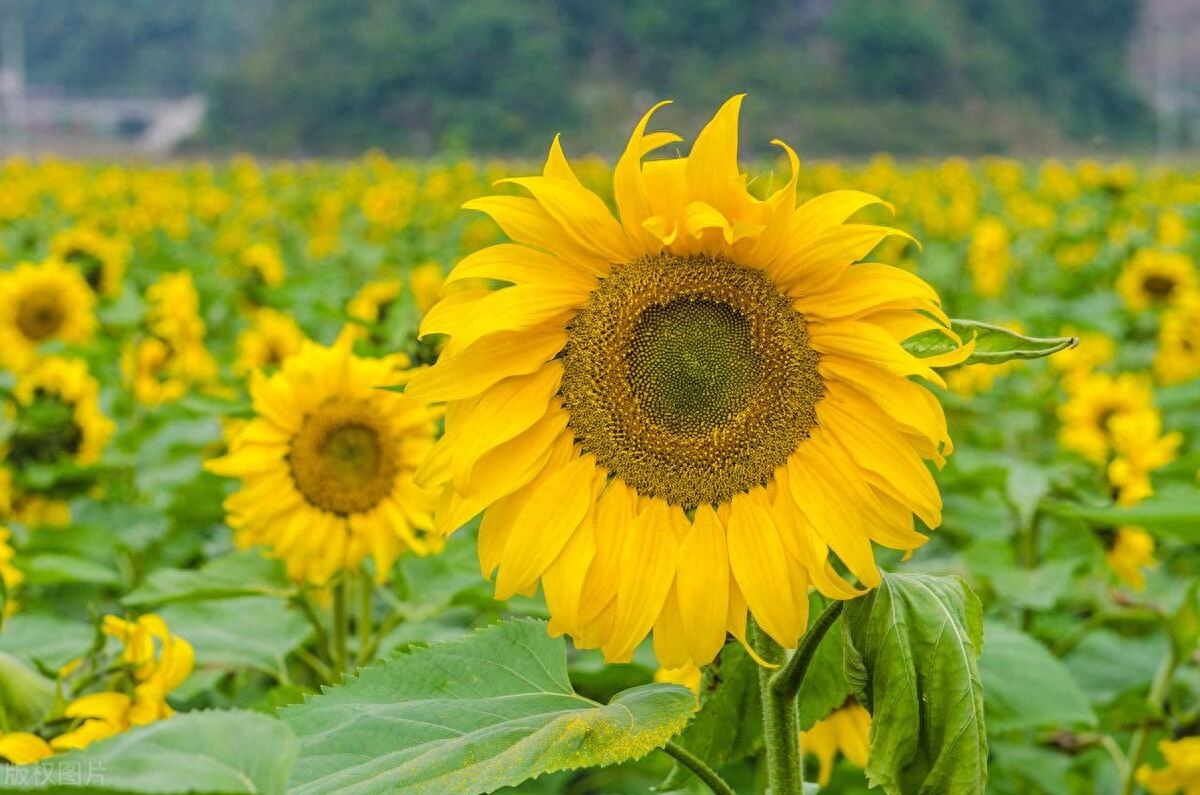 葵花唯美古诗大全（十首唯美葵花诗词）