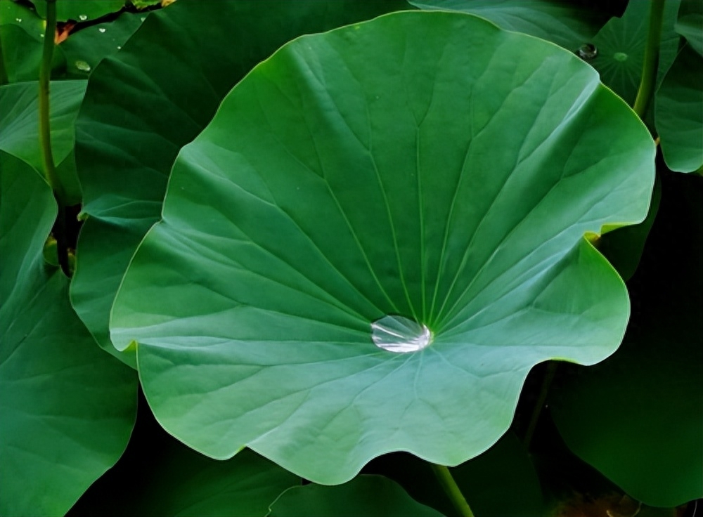 描写夏日的优美古诗词（十五首诗词中的初夏）