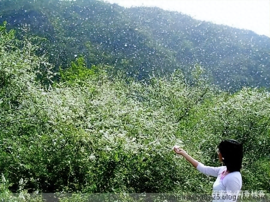 形容植物花草美的诗词（八首别样鲜花诗词）