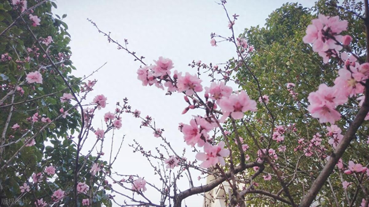 形容植物花草美的诗词（八首别样鲜花诗词）