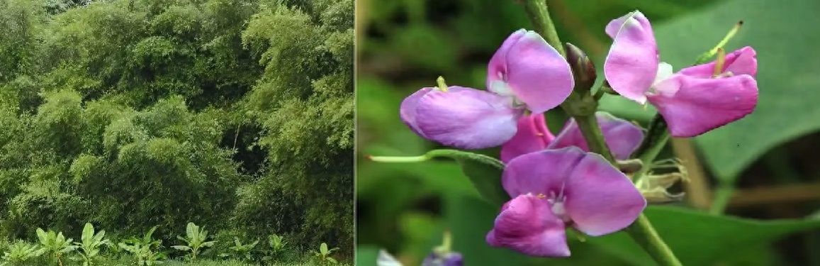 形容扁豆的好词好句（十二首豆花诗词）