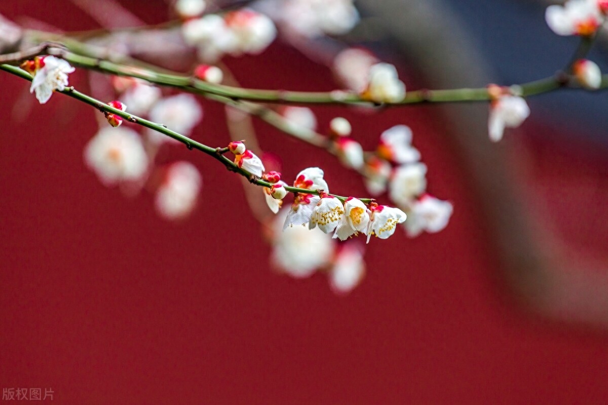 暗香唯美古诗大全（十首暗香唯美诗词）