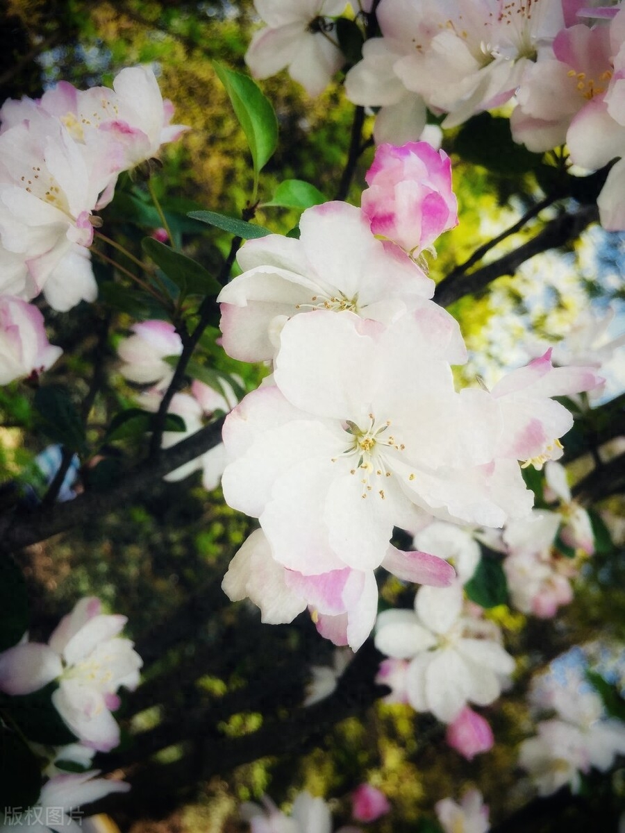 有关昙花的诗句（十首诗词中的荼蘼）