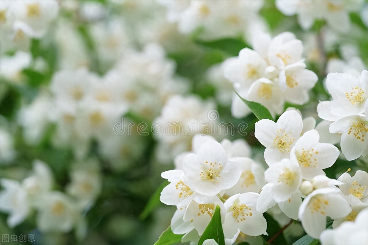 赞美茉莉花香的经典古诗（十二首茉莉花诗词）