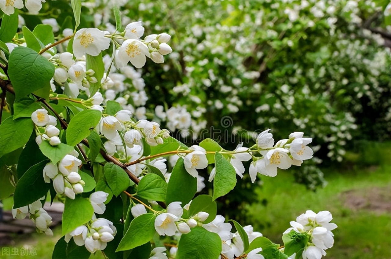 赞美茉莉花香的经典古诗（十二首茉莉花诗词）