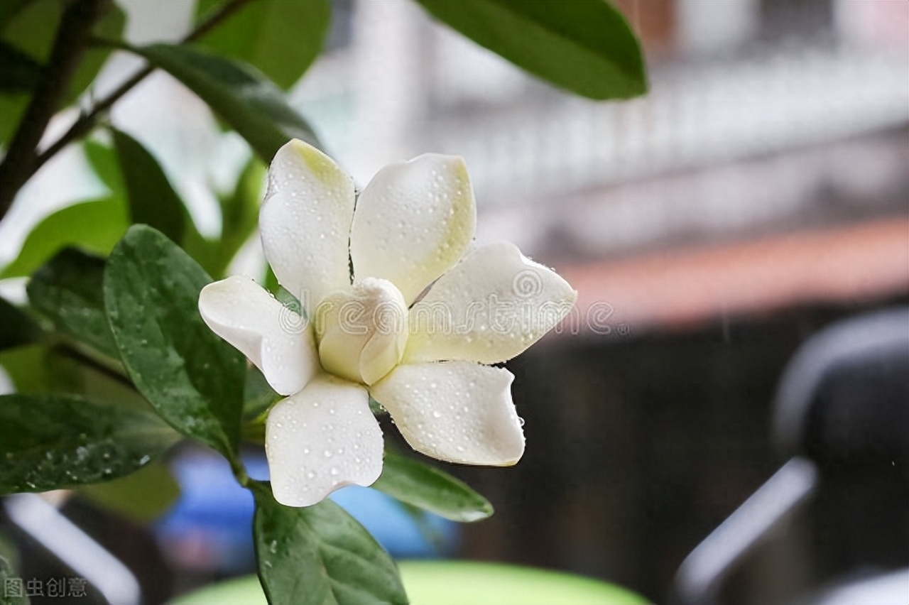 栀子花古诗词名句（七首栀子花诗词）