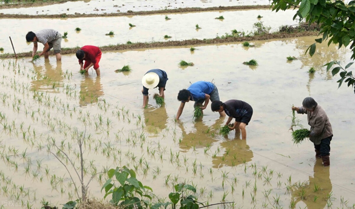 赞美农民插秧古诗词鉴赏（十二首插秧诗词）