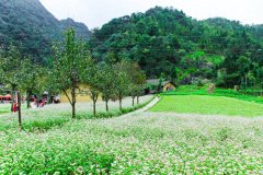 花开似仙境，如雪兆丰年（分享十二首优美麦花诗词）