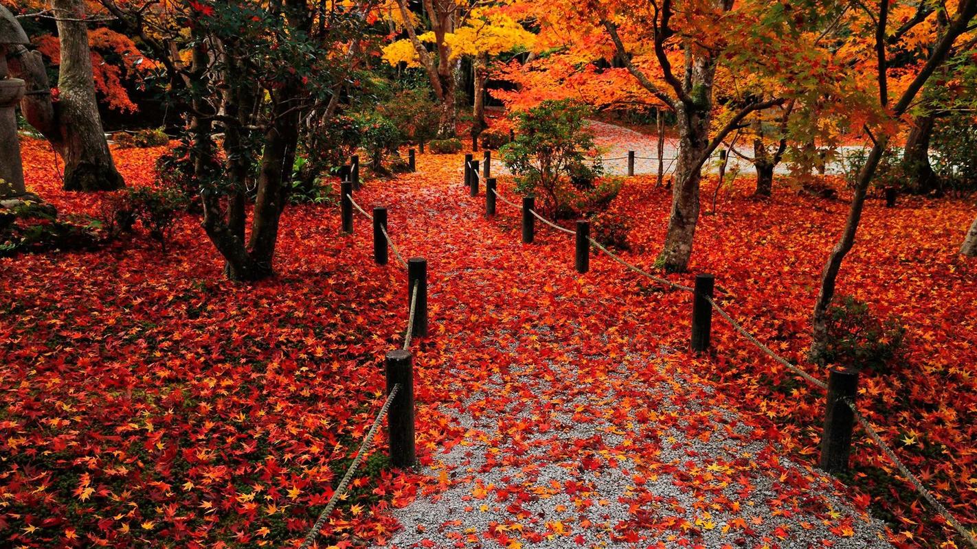 绚丽多彩的秋天优秀作文（《秋天的风景》）