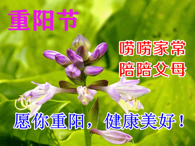 重阳节 老人祝福语（2023年重阳节老人祝福语）