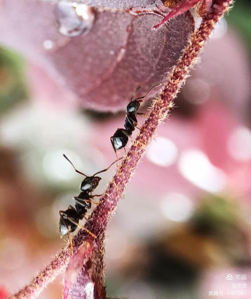小蚂蚁真可爱作文（《小蚂蚁的奇幻冒险》）