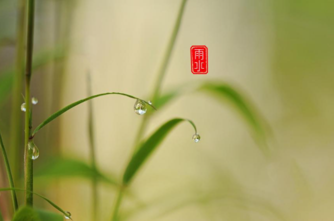 2020年雨水节的说说（听雨落花，惜时之美）