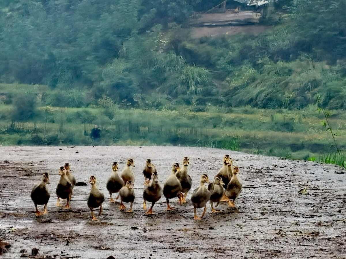 对故乡的眷恋的古诗句（思亲唯美的诗词名句）