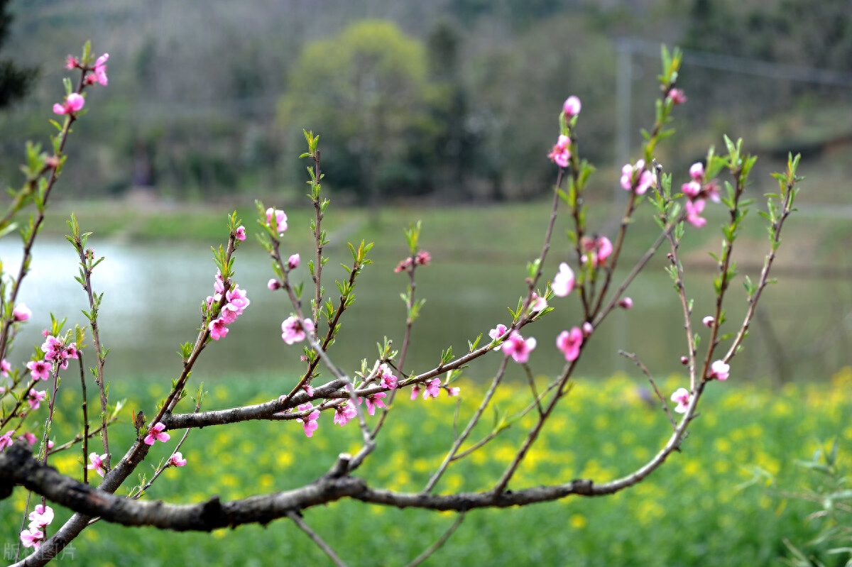 桃花源唯美诗词大全（唯美桃花源诗五首）