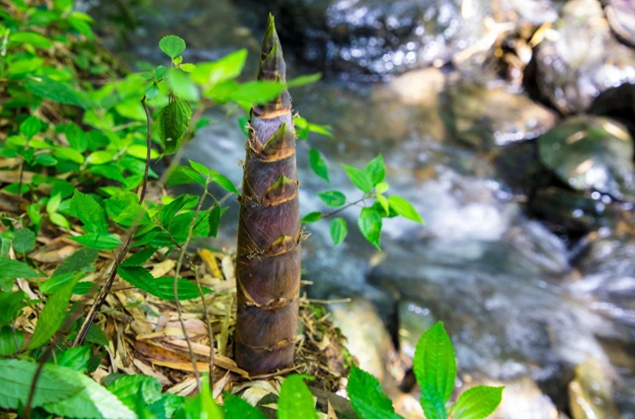 赞美大山的经典诗句（10首山行唯美古诗）