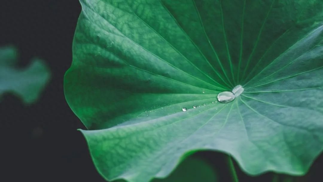 夏雨唯美的诗词名句（分享30首夏雨诗词）