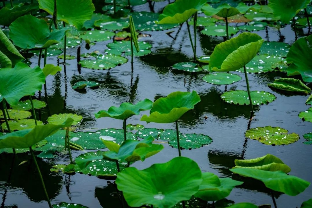 夏雨唯美的诗词名句（分享30首夏雨诗词）