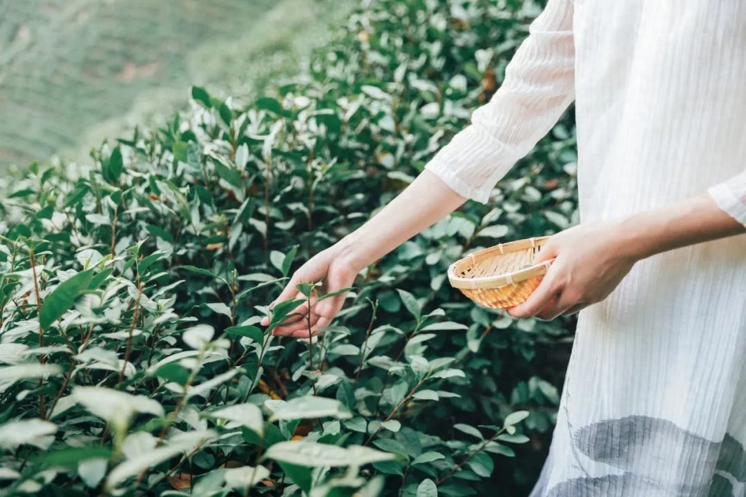 品茶诗词鉴赏（经典的10首饮茶古诗）