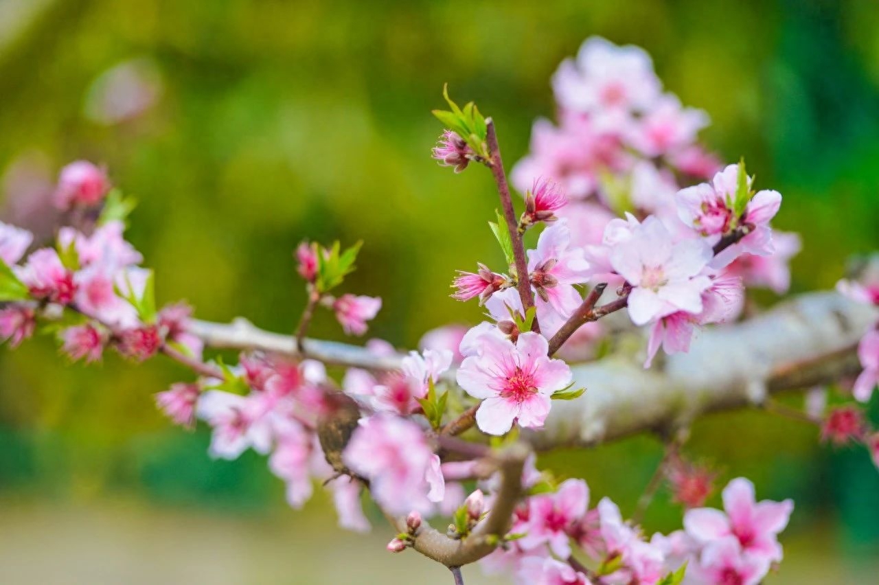 赏花经典诗词大全（10首赏花诗词）