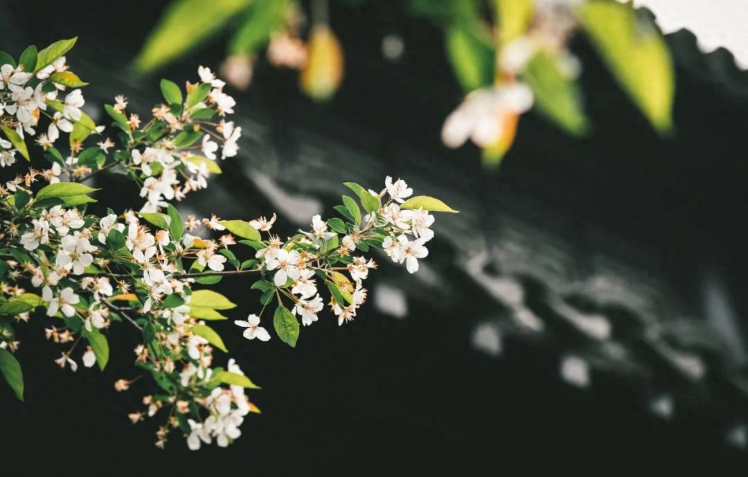 赏花经典诗词大全（10首赏花诗词）