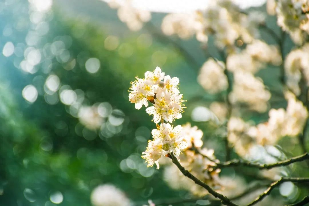 赏花经典诗词大全（10首赏花诗词）