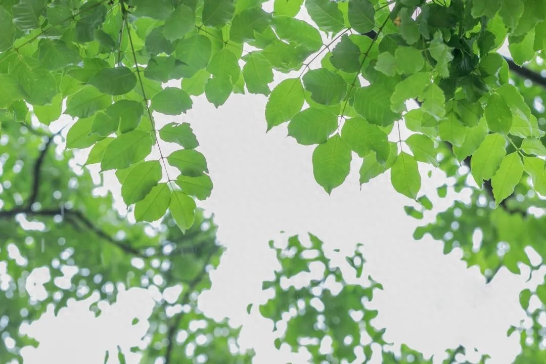 雨熟黄梅，夏木成阴（10首唯美立夏诗词）