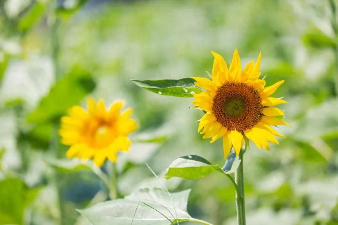 雨熟黄梅，夏木成阴（10首唯美立夏诗词）