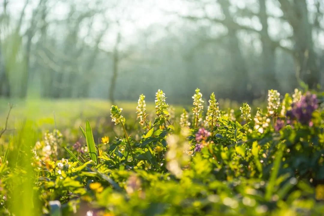 踏青古诗词注释及赏析（18首踏青诗词）