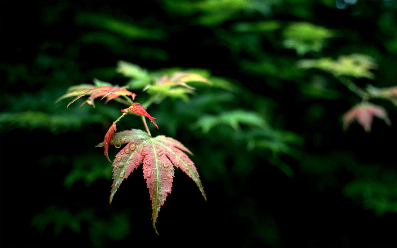 关于秋天的优秀作文（《秋天的风景》）