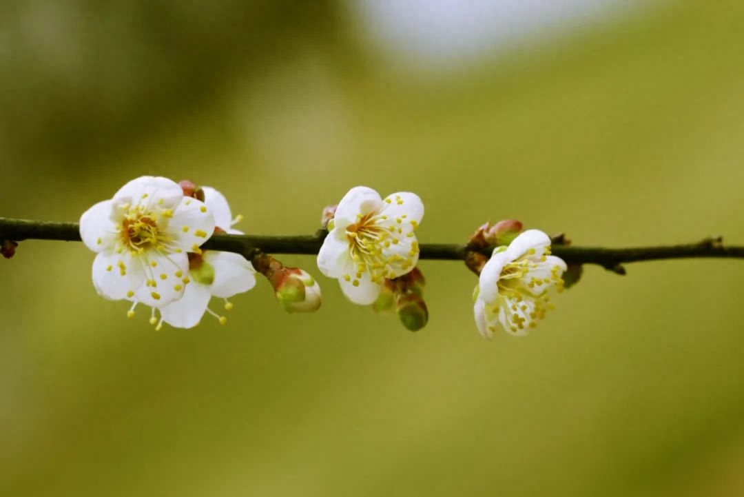 关于梅花的经典唯美诗词（7首咏梅诗词）