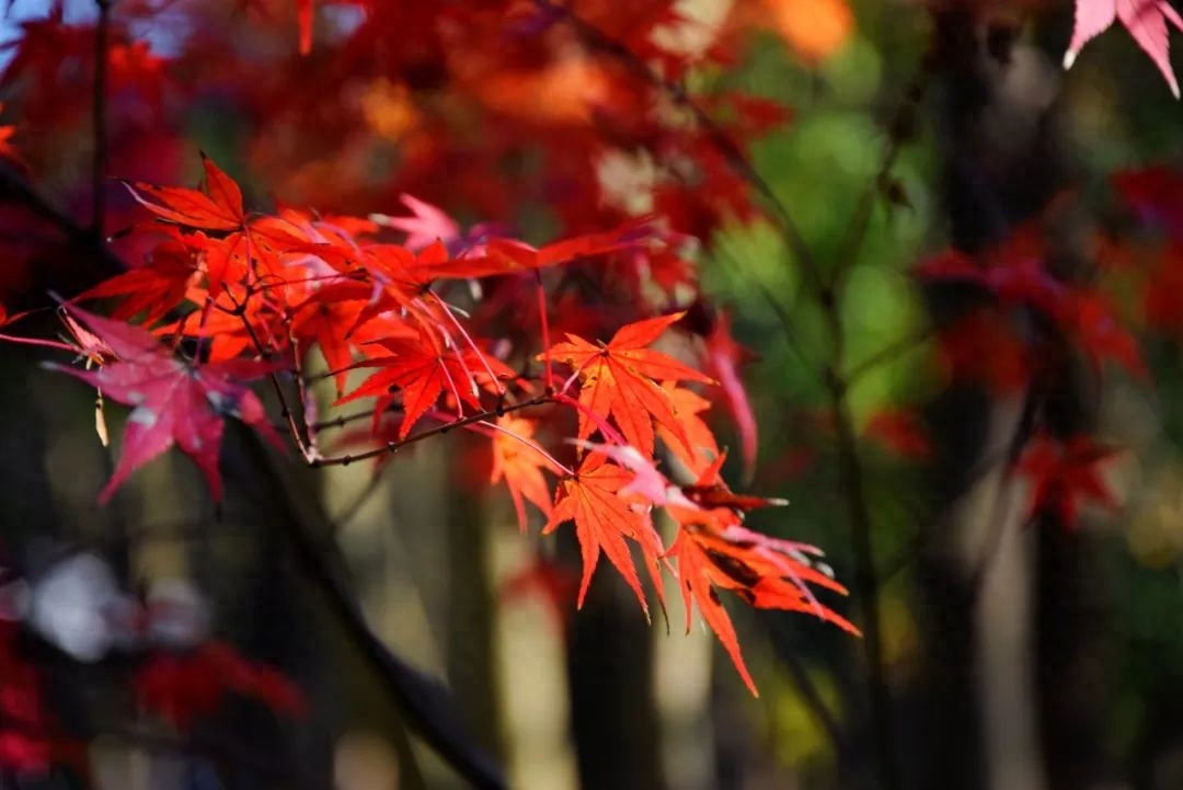 秋分节气五言古诗词（8首秋分唯美诗词）