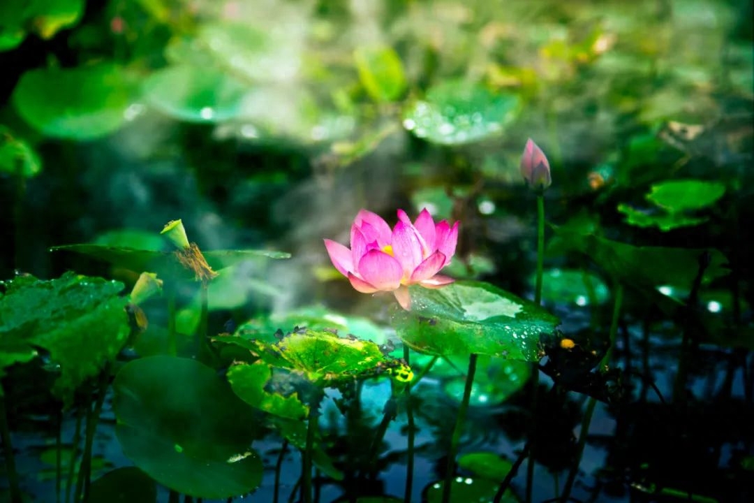 形容下雨心情好的古诗词（24首夏雨唯美诗词）