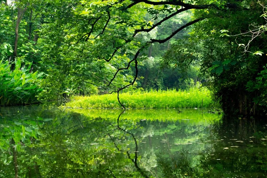 描写夏天古诗词鉴赏（夏天经典古诗词大全集）