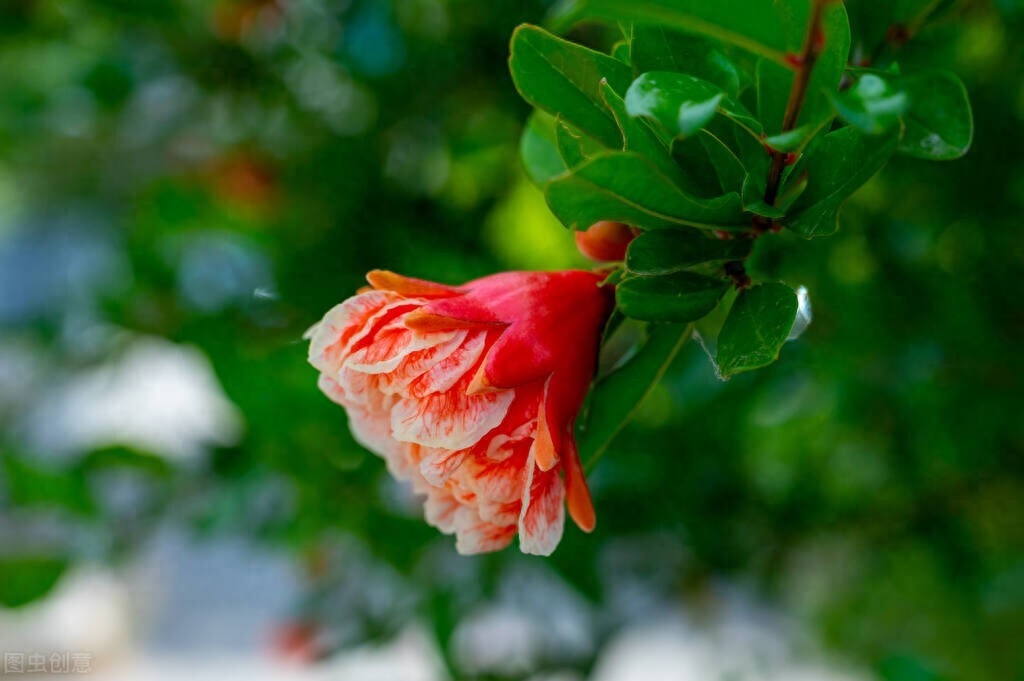 石榴花诗词古句大全（赞美石榴花七绝诗词古句）