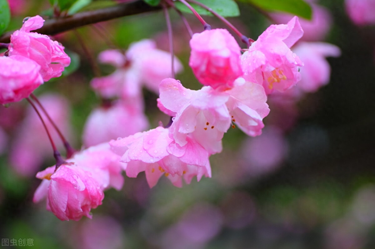 海棠花古诗句大全（6首唯美经典的海棠花诗词）