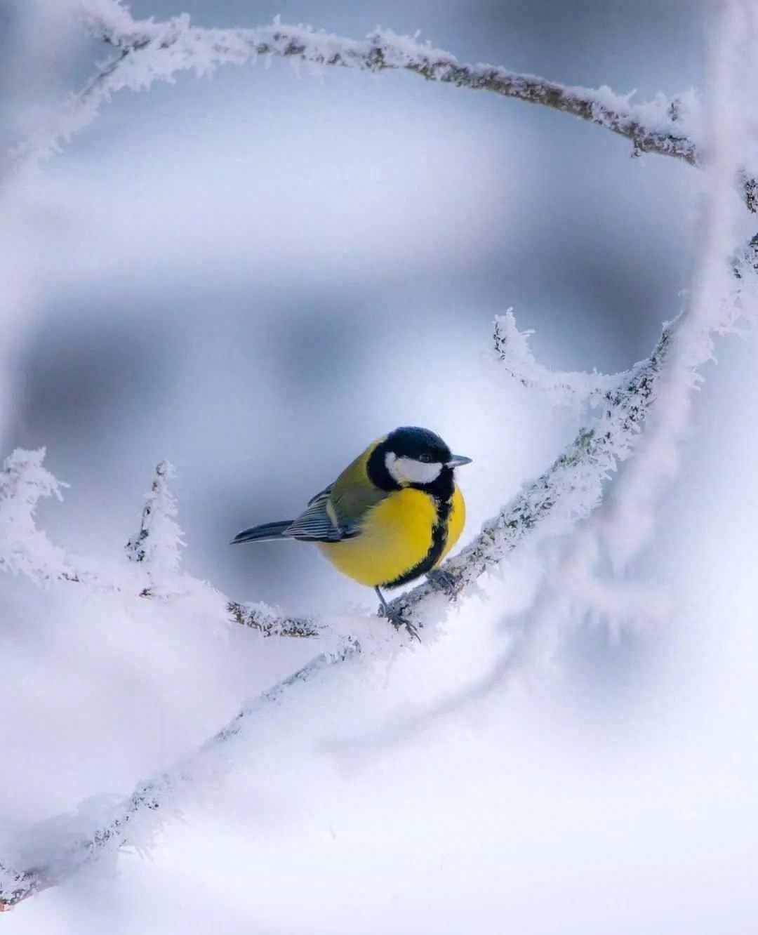 描写雪的唯美诗词古句（6首写雪的经典唐诗）