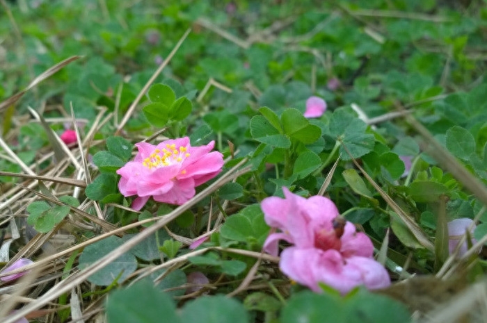 描写清明时节的十首古诗（况是清明好天气，不妨游衍莫忘归） 