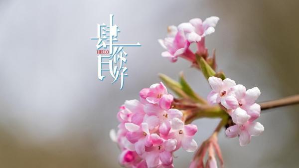 3月你好的说说朋友圈寄语大全2020（春天的美丽）