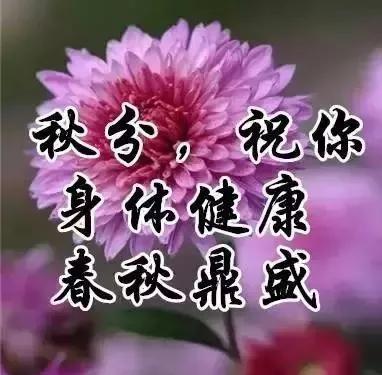 秋分节气关心问候语（花开在秋分，祝福永相伴）